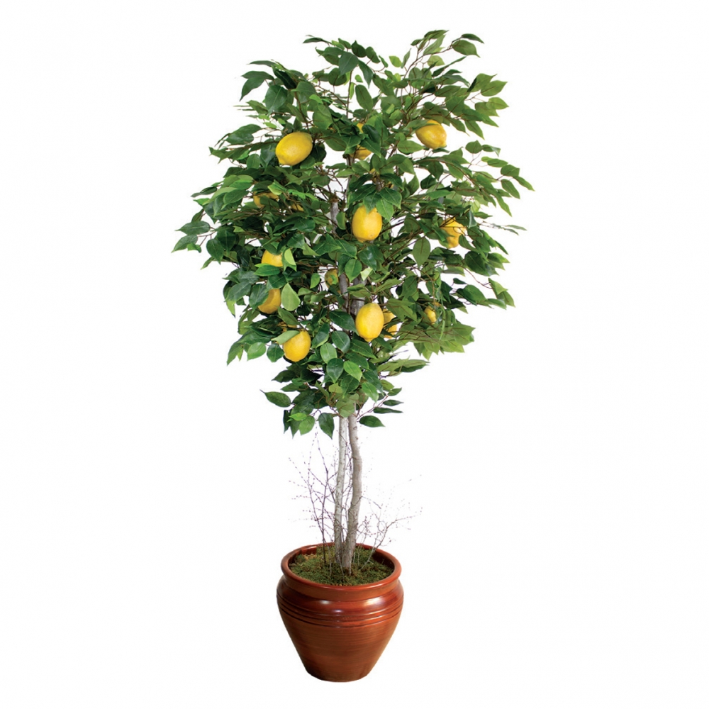 BF Limon Ağacı