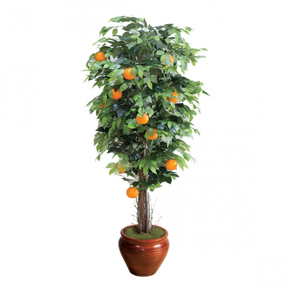 BF Portakal Ağacı