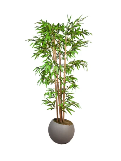 1030 Bambu Mango 170 Cm