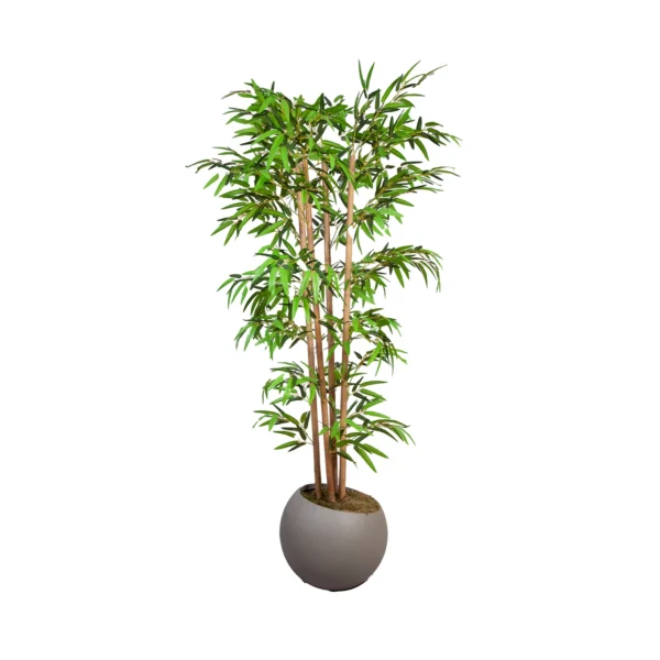 1030 Bambu Mango 170 Cm