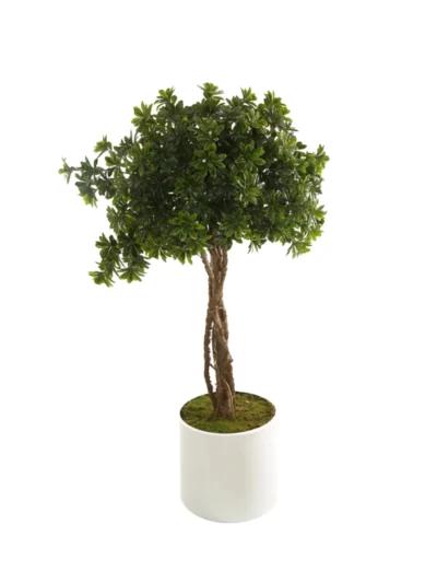 1038 Pittosporum 160 Cm