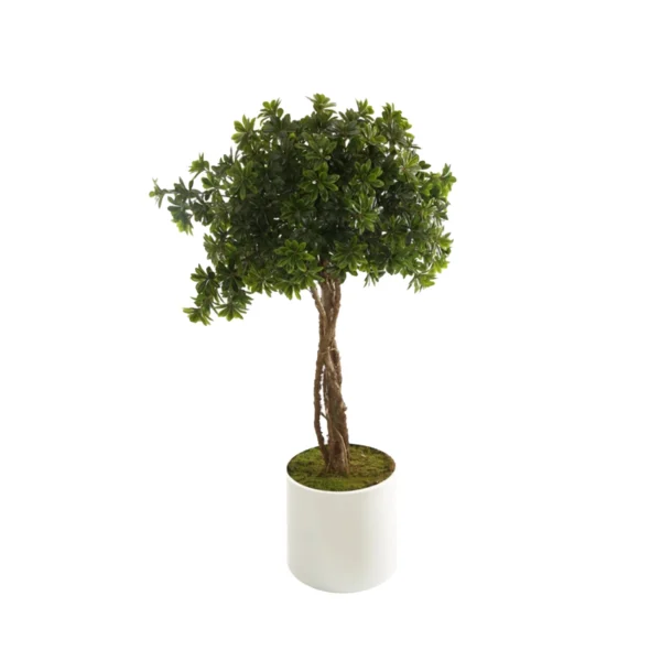 1038 Pittosporum 160 Cm