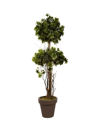 1039 Pittosporum 175 Cm