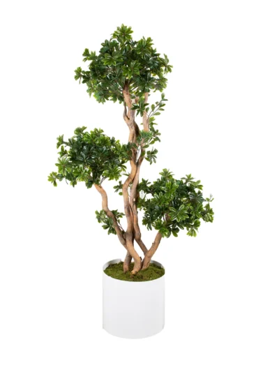 1040 Pittosporum 180 Cm