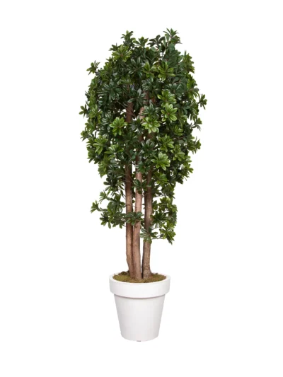 1043 Pittosporum 200 Cm
