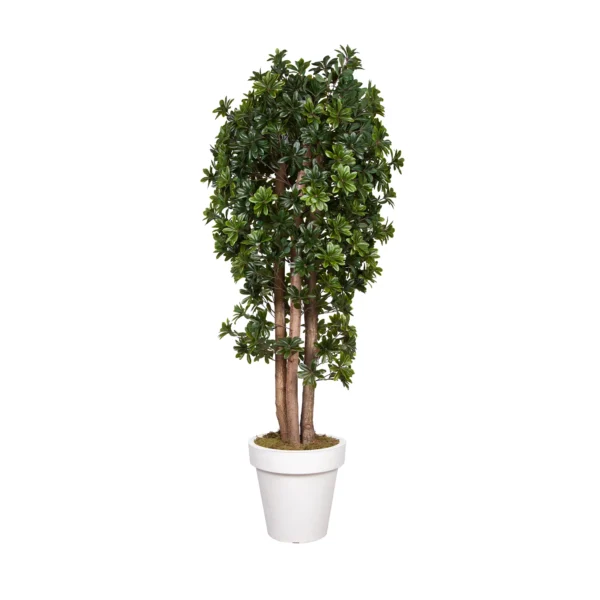 1043 Pittosporum 200 Cm