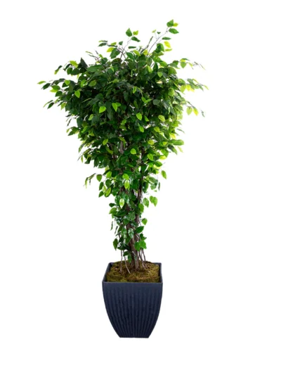 1047 Benjamin Ficus 180 Cm