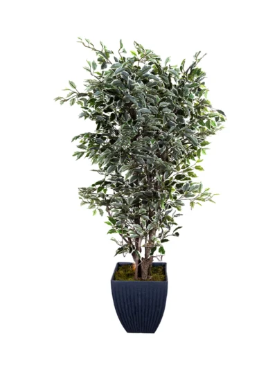 1048 Kircilli Benjamin 180 Cm