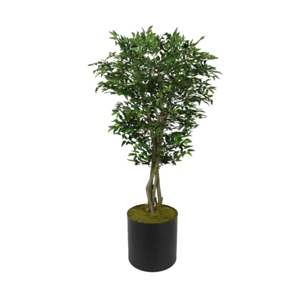 1093 Fransiz Benjamin 170 Cm