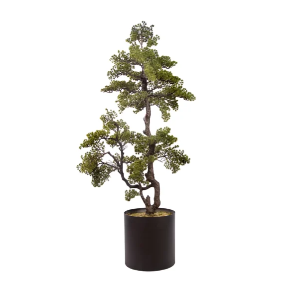 1122 Pina Bonsai 176 Cm