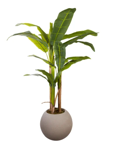 1148 Muz Agaci 170 Cm