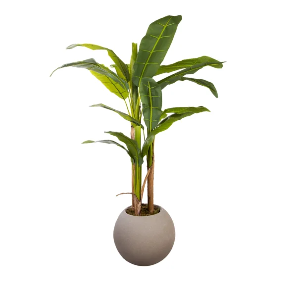 1148 Muz Agaci 170 Cm