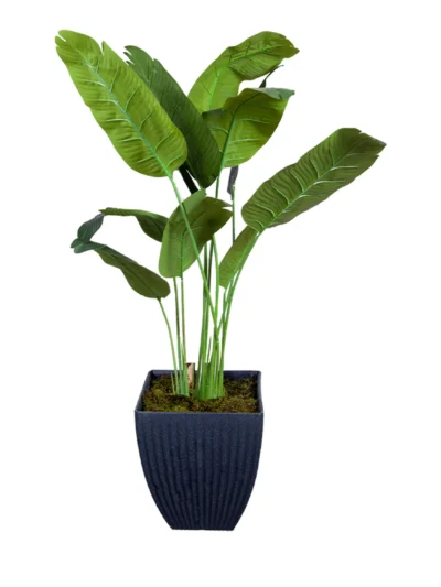 1149 Muz Agaci 170 Cm