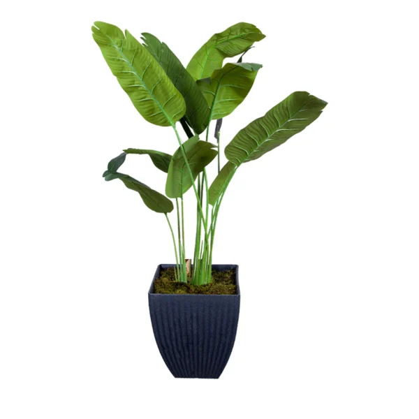 1149 Muz Agaci 170 Cm