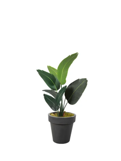 1165 Starlice 120 Cm