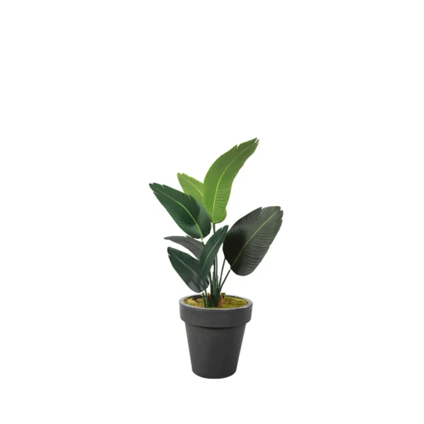 1165 Starlice 120 Cm