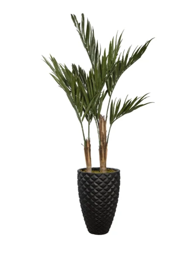 1182 Uv Kentia 180 Cm