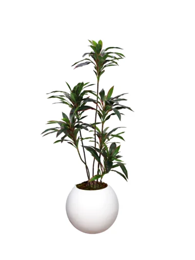 1193 Kirmizi Dracena 150 Cm