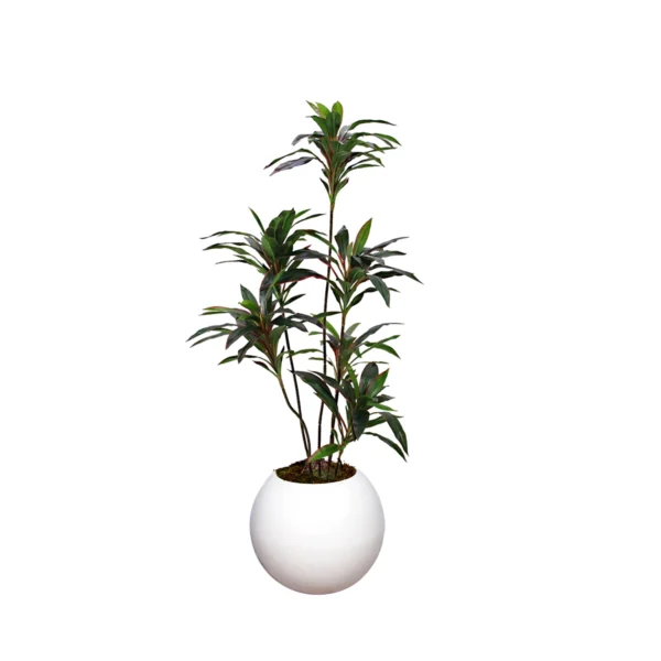 1193 Kirmizi Dracena 150 Cm