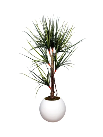1195 Dracena 180 Cm
