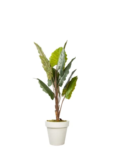 1210 Fil Kulagi 150 Cm