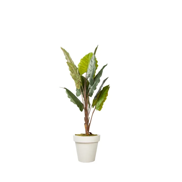 1210 Fil Kulagi 150 Cm