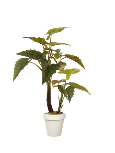 1212 Fil Kulagi 190 Cm