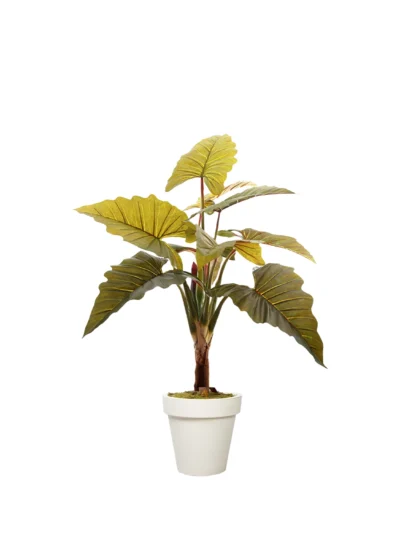 1213 Fil Kulagi 160 Cm