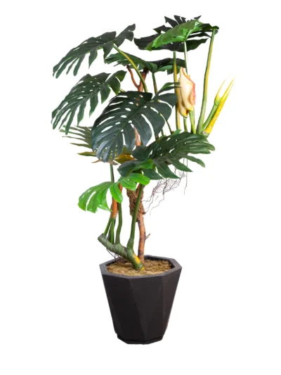 1215 Devetabani 250 Cm