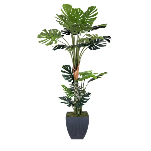 1219 Devetabani 180 Cm