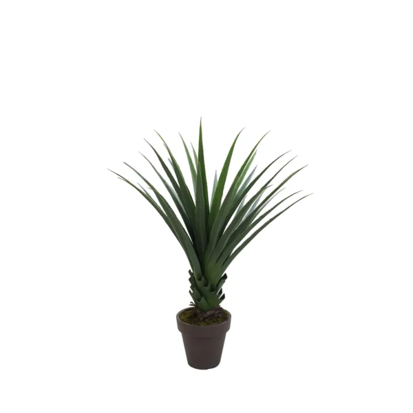 1222 Agave 125 Cm