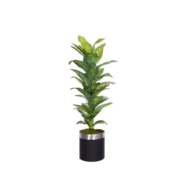 1231 Difenbahya 160 Cm