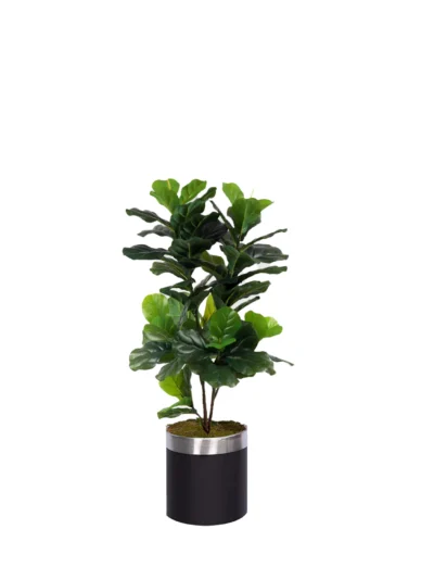 1242 Kaucuk Cicegi 120 Cm