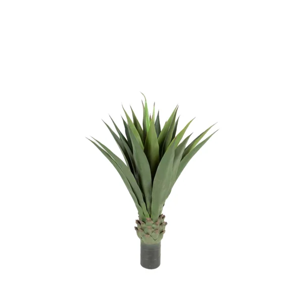 1258 Agave 110 Cm