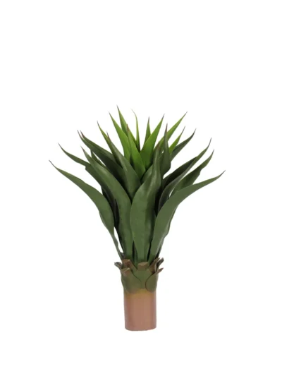 1262 Agave 110 Cm