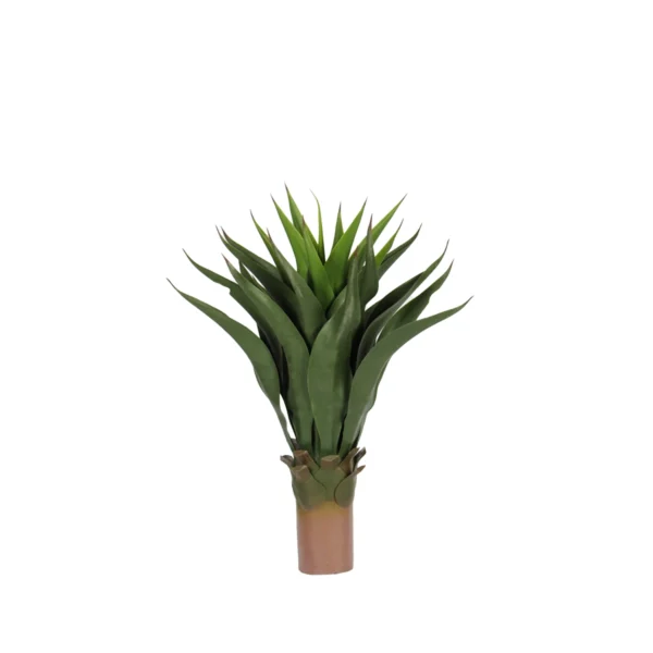 1262 Agave 110 Cm