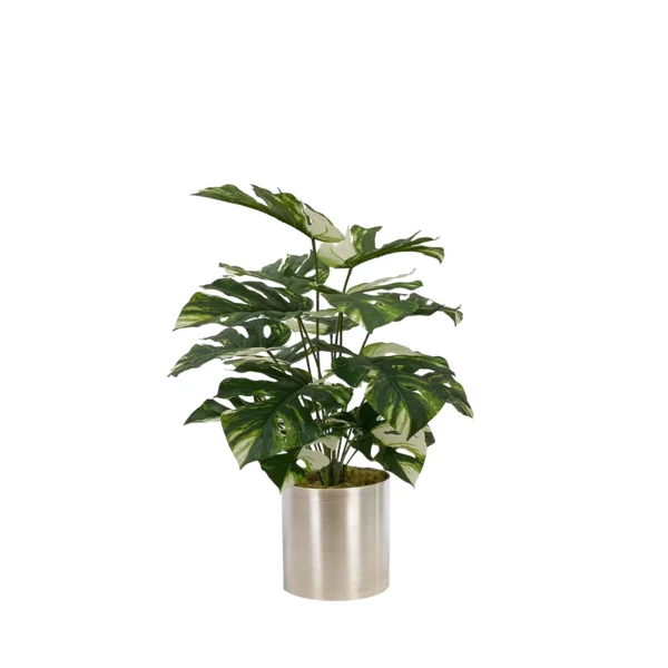 1289 Devetabani 75 Cm