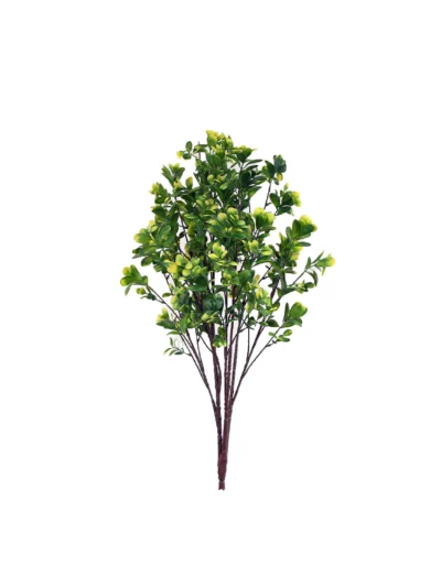 1336 Uv Pittosporum