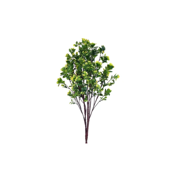 1336 Uv Pittosporum