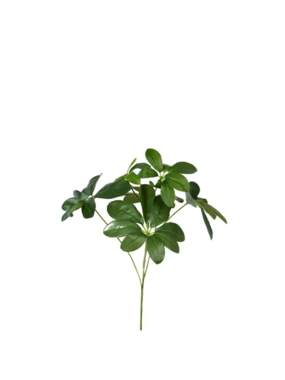 1380 Yesil Seflera 30 Cm