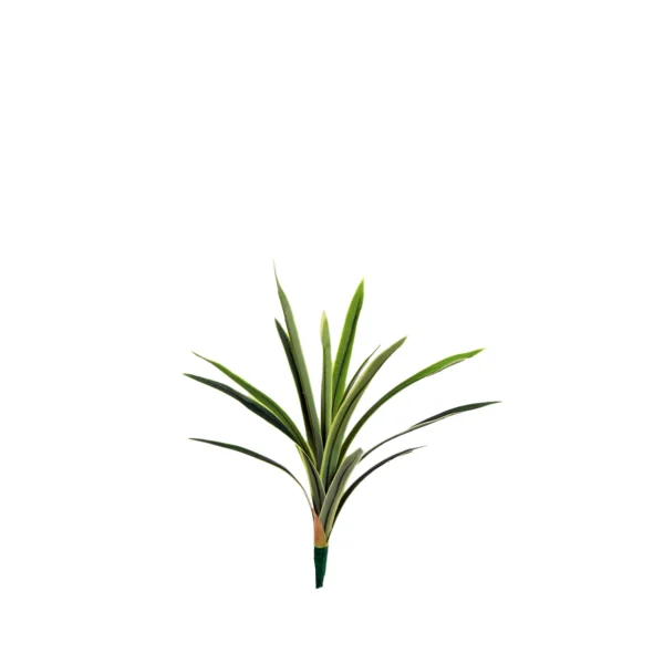 1415 Dracena
