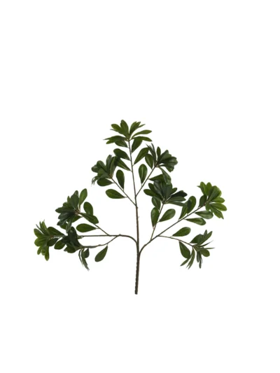 1647 Pittosporum