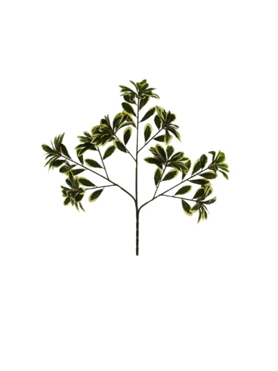 1648 Alacali Pittosporum