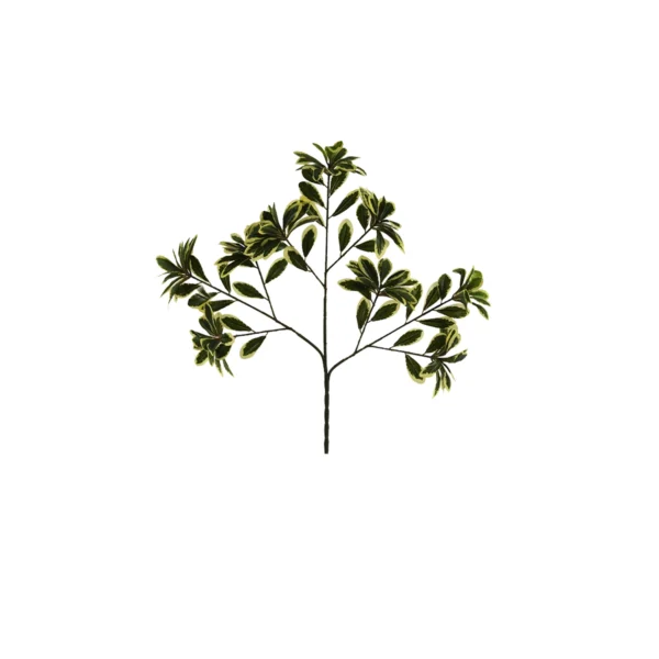 1648 Alacali Pittosporum