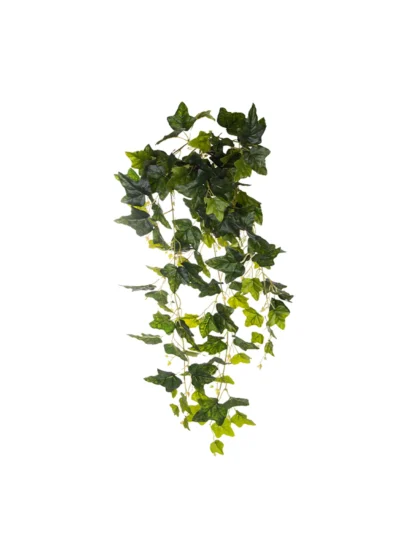 1673 Erd Hedera 100 Cm