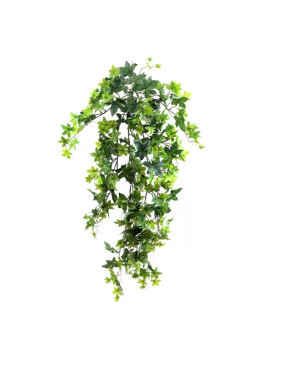 1675 Hedera 100 Cm