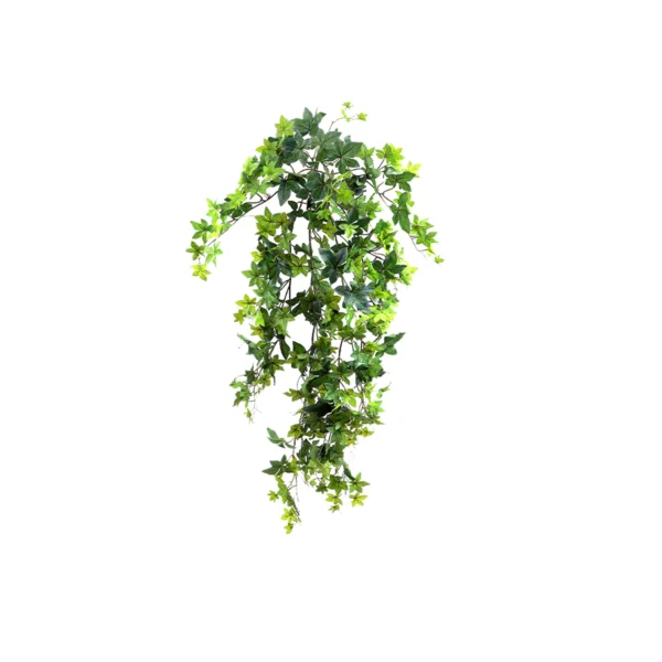 1675 Hedera 100 Cm