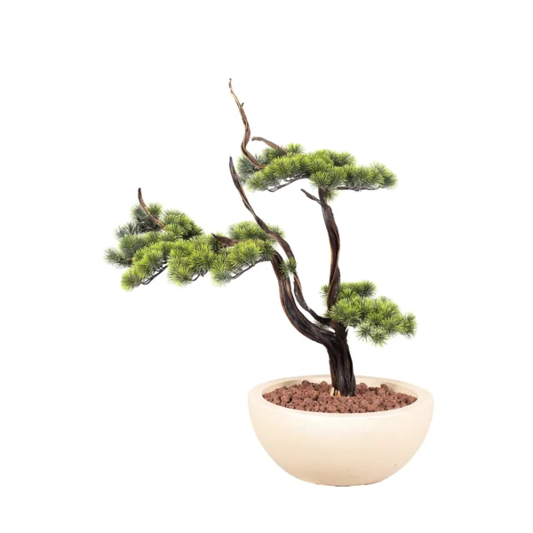 Ms21B 0007 Japon Bonsai 90 Cm