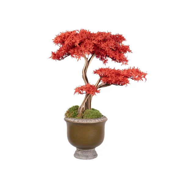 Ms21B 0009 Kirmizi Akcaagac Bonsai 90 Cm