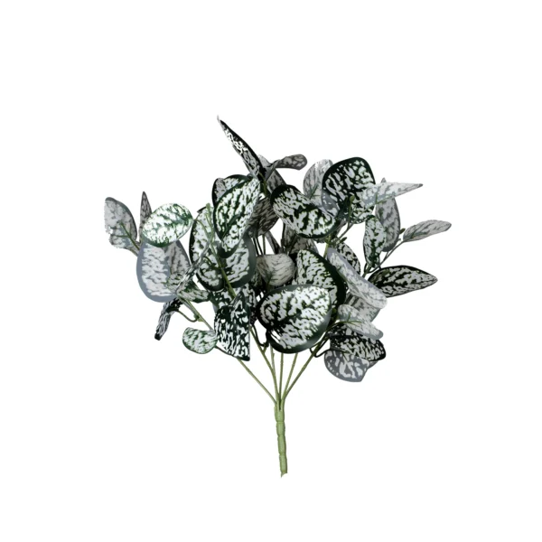 Ms32 0036 Fittonia 39 Cm